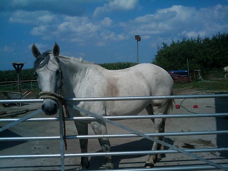 Anden særlig race Savannah R.I.P - Savannah <3 billede 10