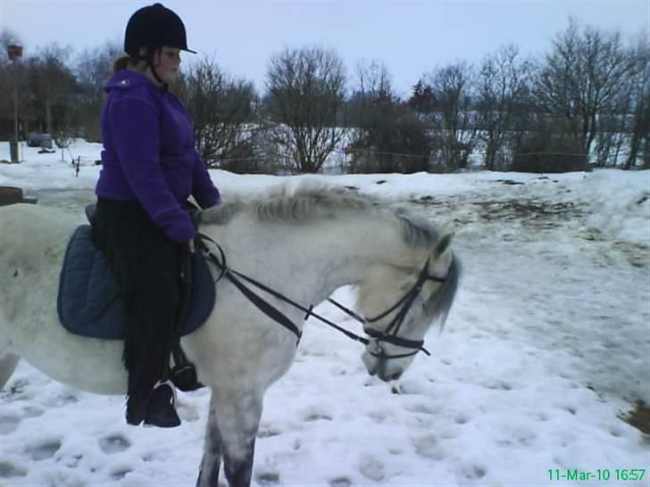 Anden særlig race Savannah R.I.P - Savannah en kold vinterdag ude på banen. billede 11