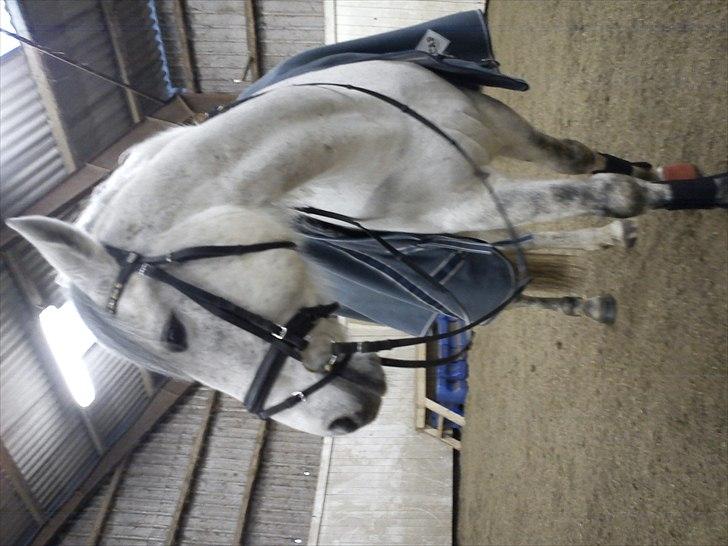 Anden særlig race Savannah R.I.P - slutningen af febuar 2011 billede 13