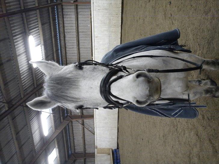 Anden særlig race Savannah R.I.P - Smile baby <3 billede 14