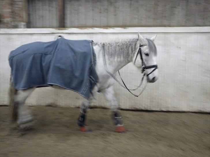 Anden særlig race Savannah R.I.P billede 15