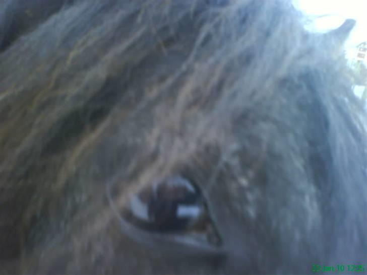 Anden særlig race Twenty (SOLGT) ),: billede 11