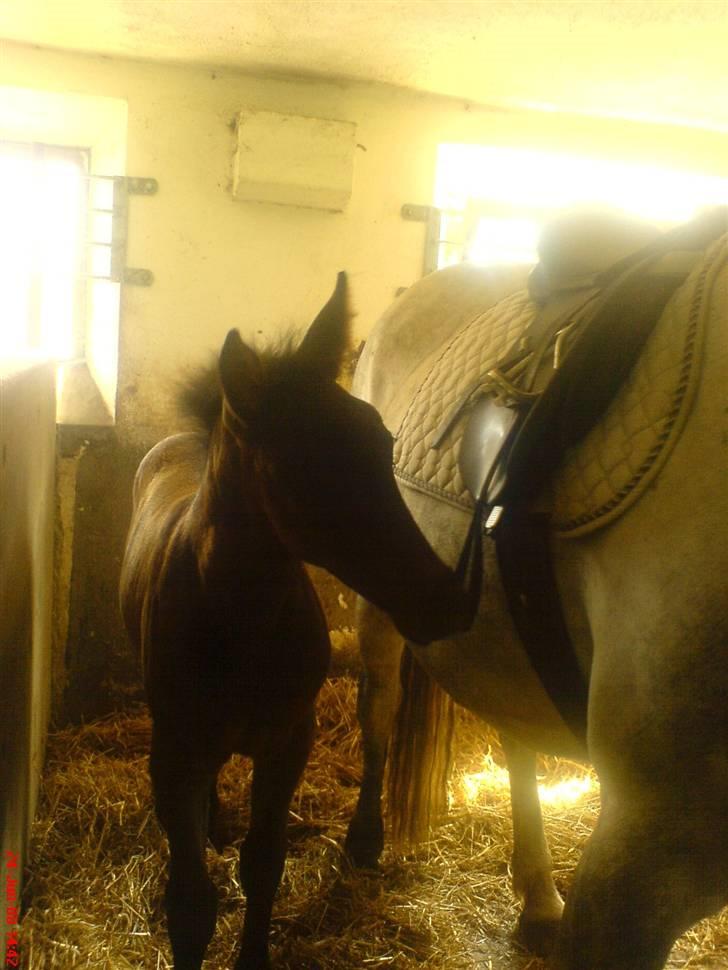 Anden særlig race Twenty (SOLGT) ),: billede 12