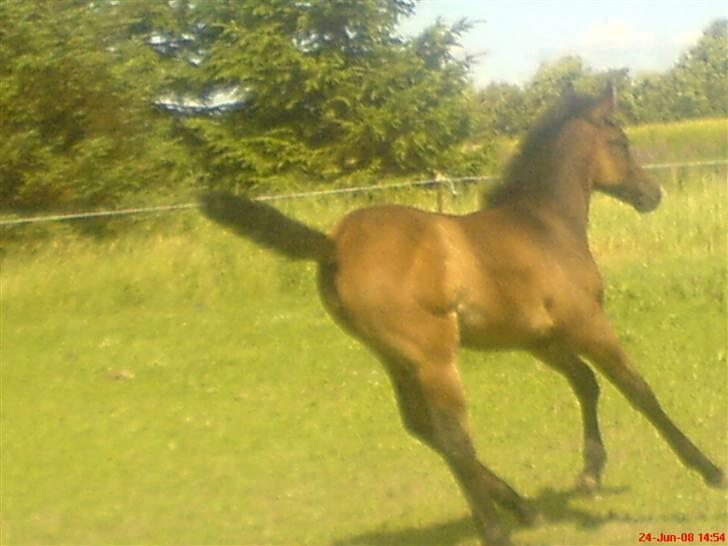 Anden særlig race Twenty (SOLGT) ),: billede 13