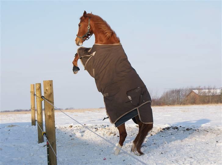 Hollandsk Sportspony Nancy *SOLGT'* - Min pony kan godt være tændt.... he he billede 8