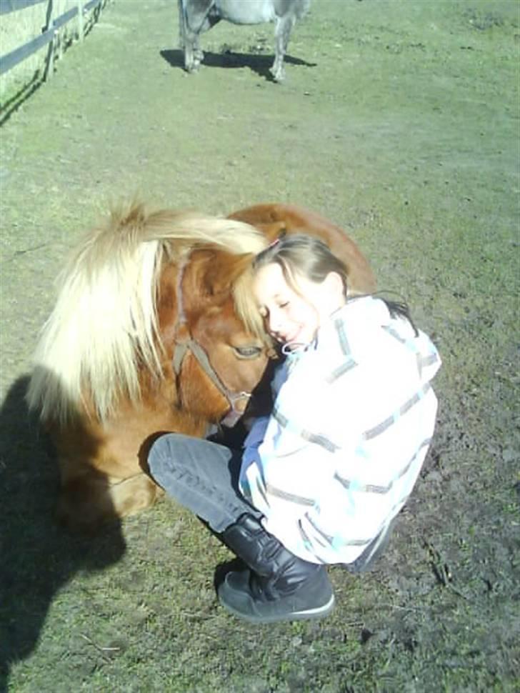 Shetlænder Musse - Musse<33 billede 3