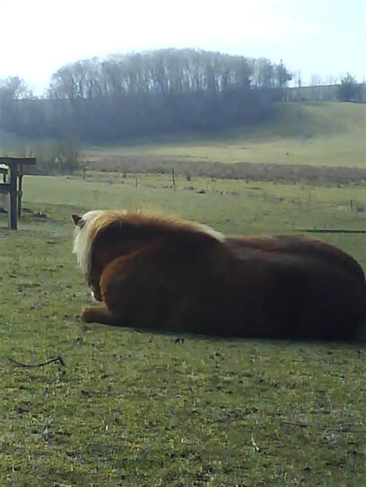 Shetlænder Musse - musse den smukke<33 billede 5