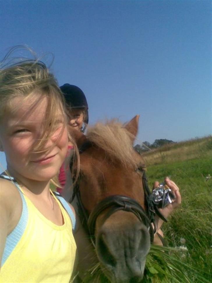 Shetlænder Musse - smukke musse<33 billede 6