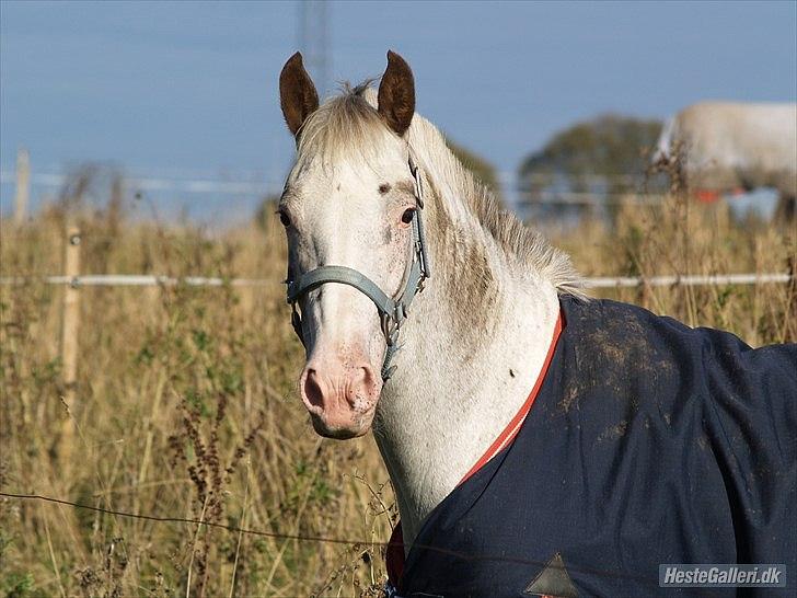 Appaloosa Rachene's Mannie - En smuk hest på et smuk efterårspotræt. Fotograf: Laura Svangård billede 19