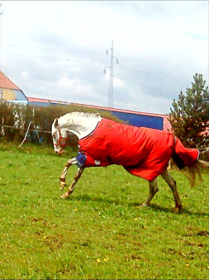 Appaloosa Rachene's Mannie - En vildhest er vidst gemt et sted inden i dig ;-) billede 11