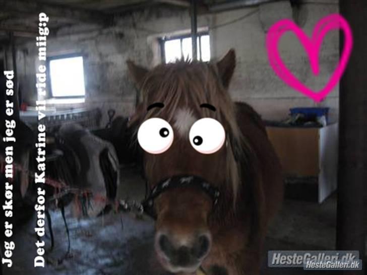 Anden særlig race Bølle Bob  <3 - velkommen til bølle bob´s profil <3 smid gerne lige en bedemmelse og en konnemtar billede 1