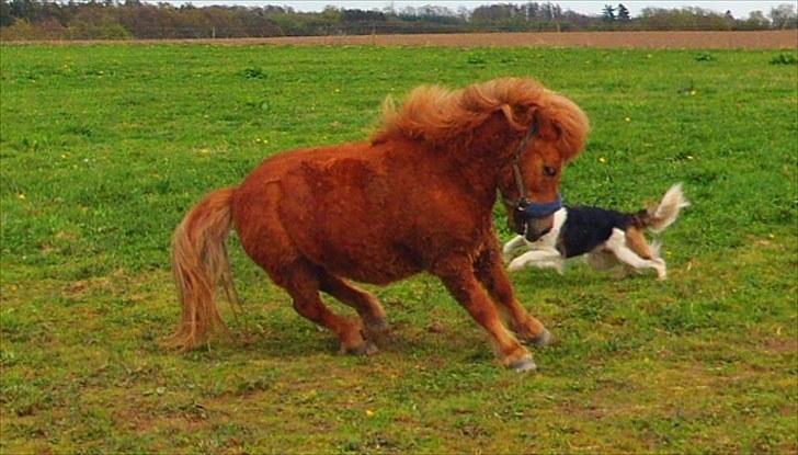 Anden særlig race Bølle Bob  <3 - fjoller på folden sammen med freya billede 3
