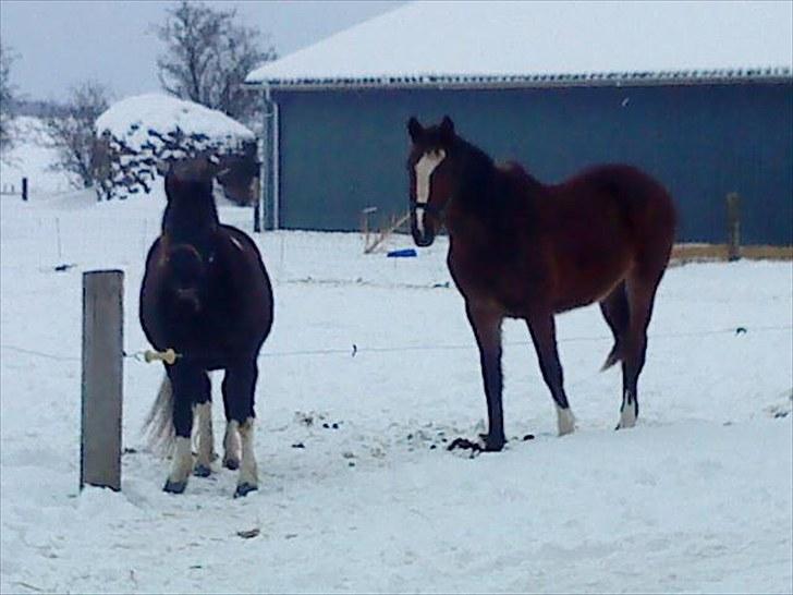 Anden særlig race Cirkeline *Tricks ponyen* - Cirkeline og Iso(-: billede 14