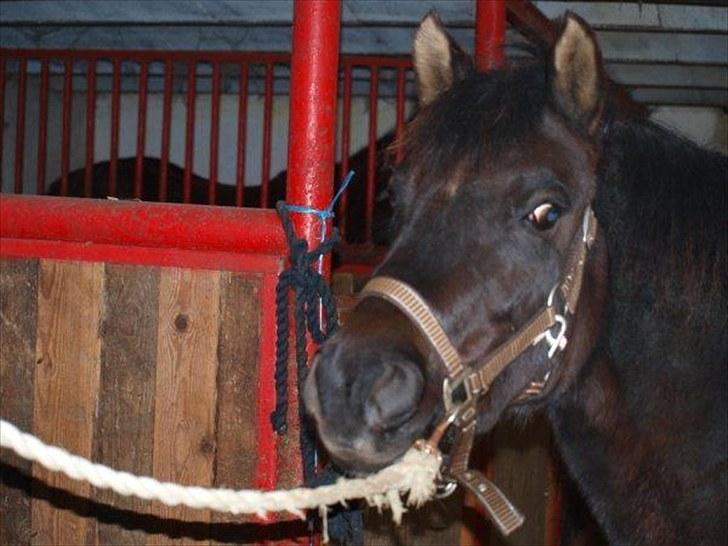 Anden særlig race Cirkeline *Tricks ponyen* - Den Smukke Pony billede 17