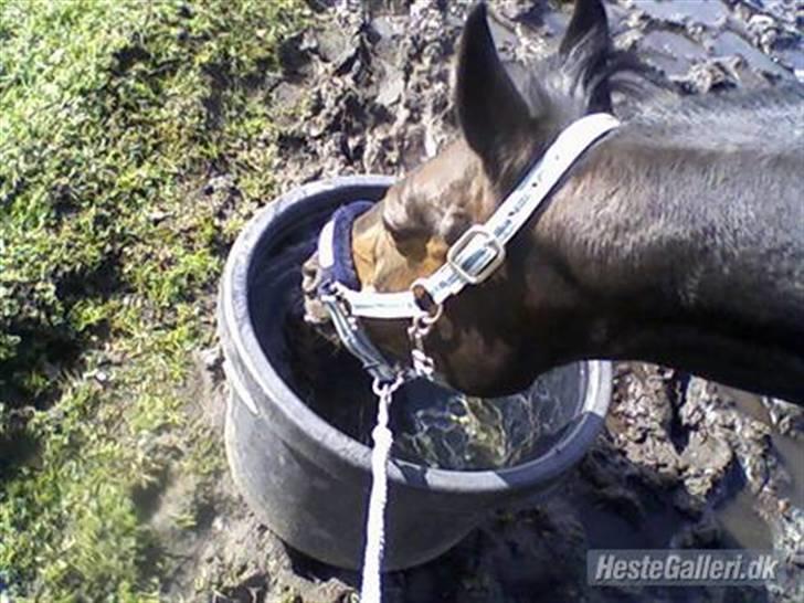 Welsh Cob (sec D) Tai Ticcazini billede 10