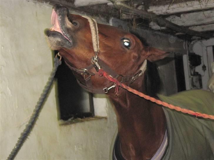 DSP Cherrie<3  - 19*   billede 17