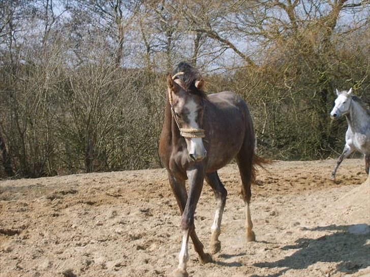 Anglo Araber (AA) Butterhill's Netizia *RIP - Farvel prinsesse<3 .. billede 1