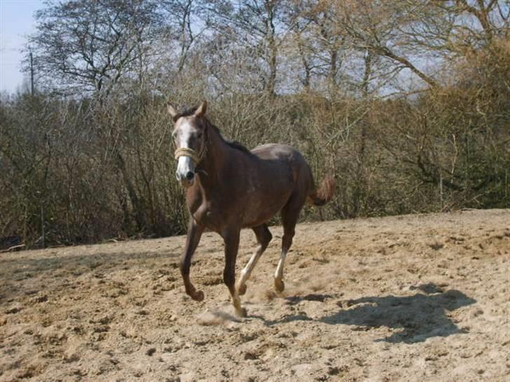 Anglo Araber (AA) Butterhill's Netizia *RIP billede 5