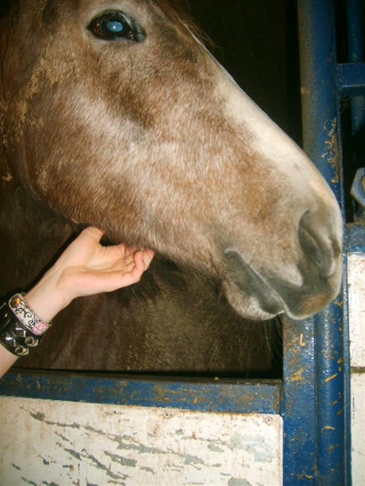 Anglo Araber (AA) Butterhill's Netizia *RIP - Netizia julen 09 billede 8