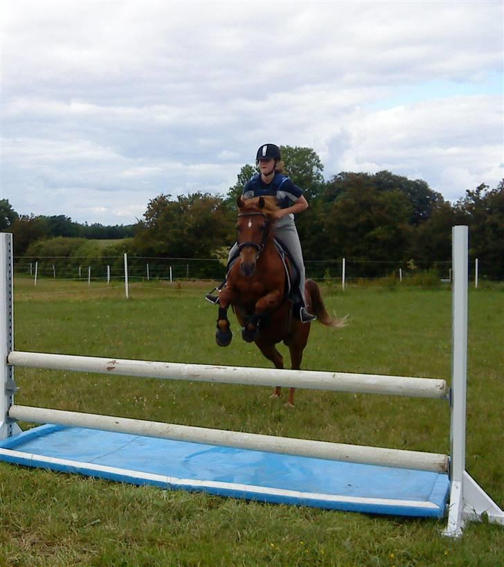 Tysk Sportspony Cassy  billede 14