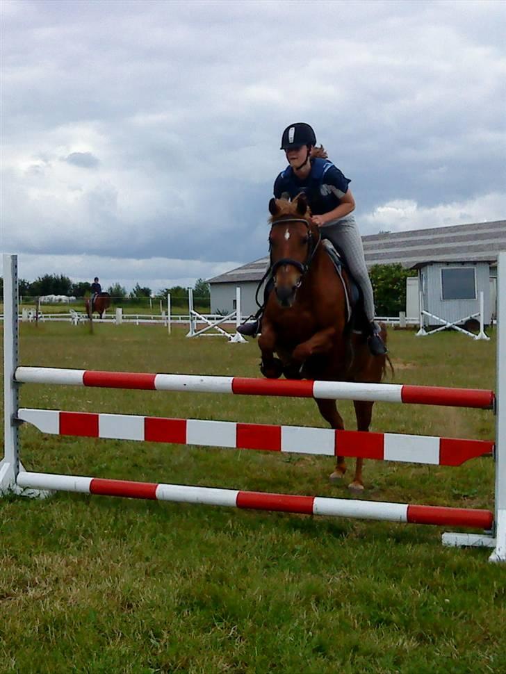 Tysk Sportspony Cassy  billede 15