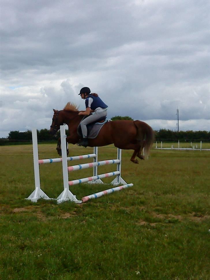 Tysk Sportspony Cassy  billede 16