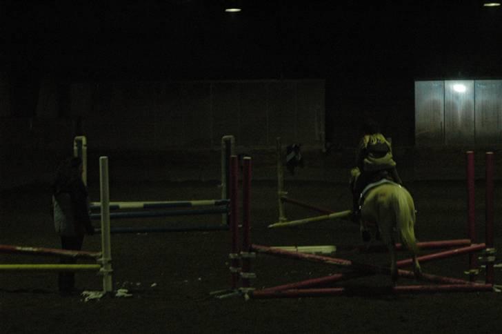 Welsh Mountain (sec A)  Blanding, Flicka billede 12