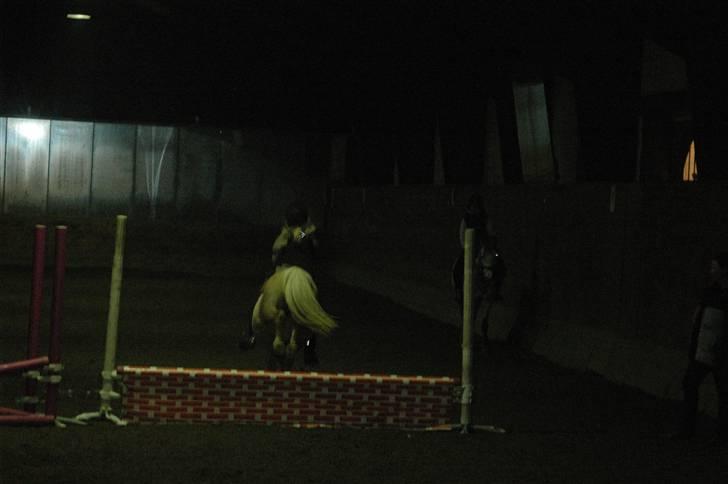 Welsh Mountain (sec A)  Blanding, Flicka billede 13