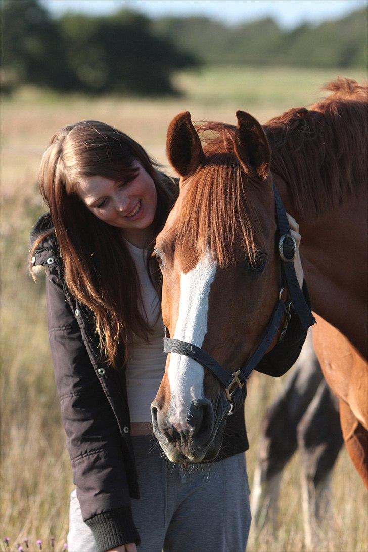 Dansk Varmblod Kærsholms Chapmann - Den hest er UNIK <3 billede 13