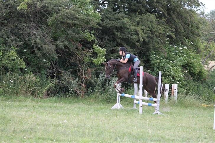 Hollandsk Sportspony Orchids Tigertail  A-pony billede 8