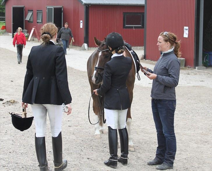 Hollandsk Sportspony Orchids Tigertail  A-pony - Remsen efter alt det der vand påstyr i Fladså ;) billede 13