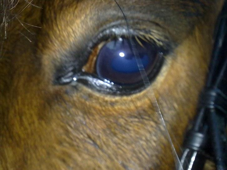 Shetlænder Spivrit<3 - 8)hvem  kigger du på <3333 billede 8