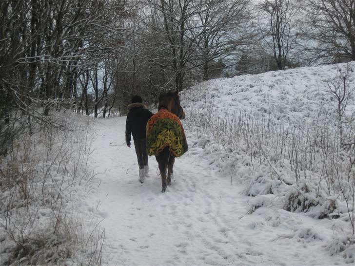 Anden særlig race Starlight (var låne pony) - starlight i snen billede 8
