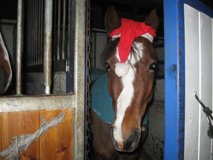 Anden særlig race Starlight (var låne pony) - starlight med nissehue !! billede 10