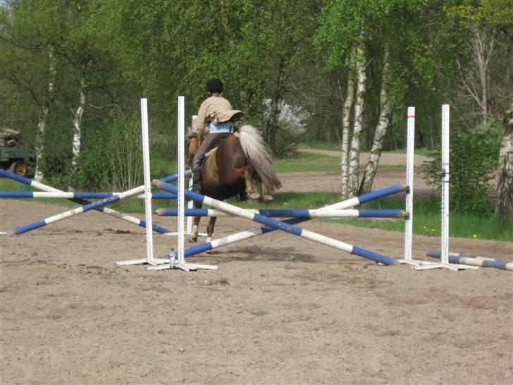 Anden særlig race Jamaica <3(gammel part)<3 - spring på jamaica billede 13