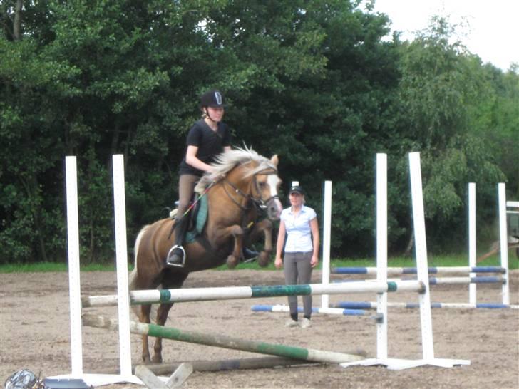 Anden særlig race Jamaica <3(gammel part)<3 - spring på jamaica billede 15