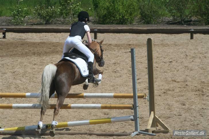 Anden særlig race Jamaica <3(gammel part)<3 - spring opvarmning i vasehus billede 17