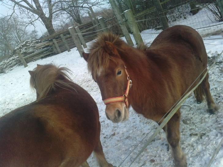 Shetlænder Kærbygaards Nuggi *Trunte - pyha jeg vil tage míg en slapper nu :) billede 18