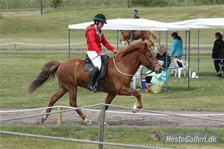 Islænder Stigandi fra Grastenhus *SOLGT* - Pytla Stævnet 2009! :) <3 Billedet er taget af Clara Koczulab :) TAAK billede 4