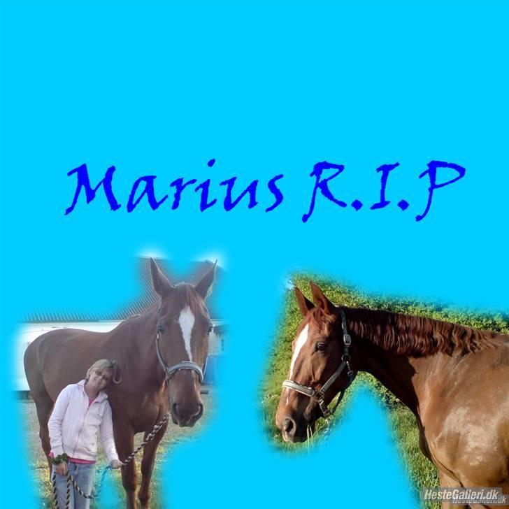 Dansk Varmblod Stradivarius(Marius)R.I.P billede 11