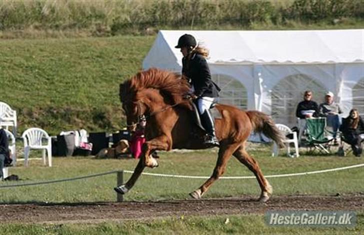 Islænder Stigandi fra Grastenhus *SOLGT* - Pyttur stævnet 2009 <3 Billedet er taget af Caroline Storch! TAAK! billede 5