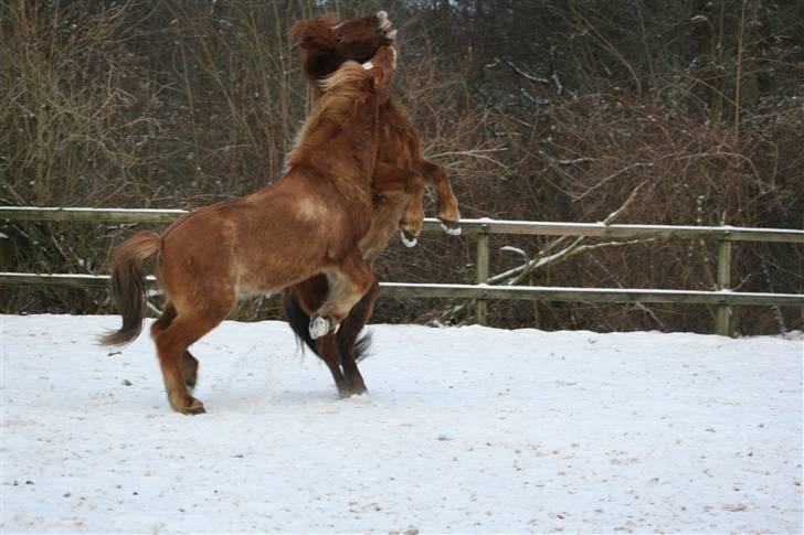 Islænder Stigandi fra Grastenhus *SOLGT* billede 7