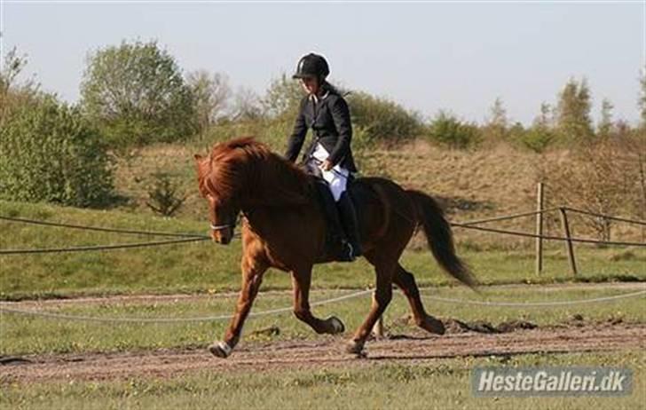 Islænder Stigandi fra Grastenhus *SOLGT* billede 8