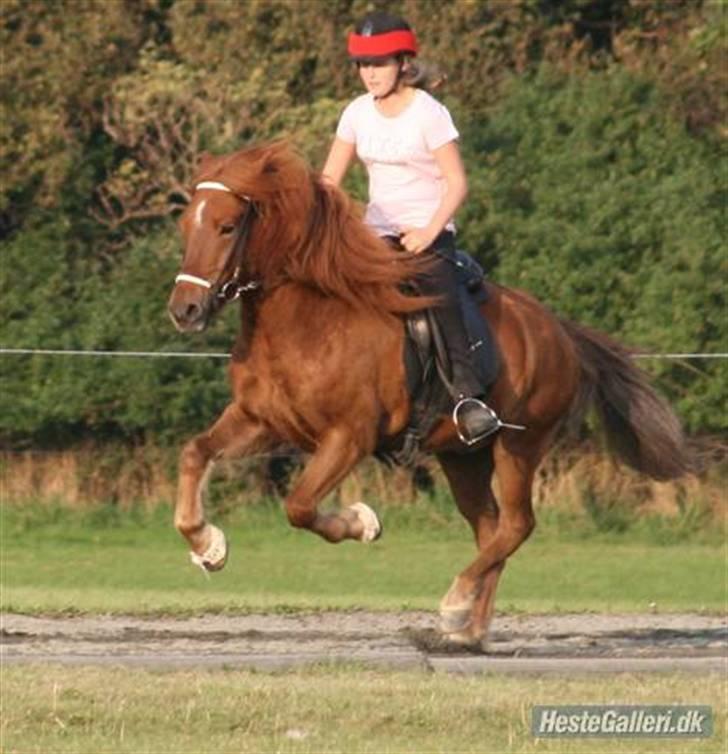 Islænder Stigandi fra Grastenhus *SOLGT* billede 9