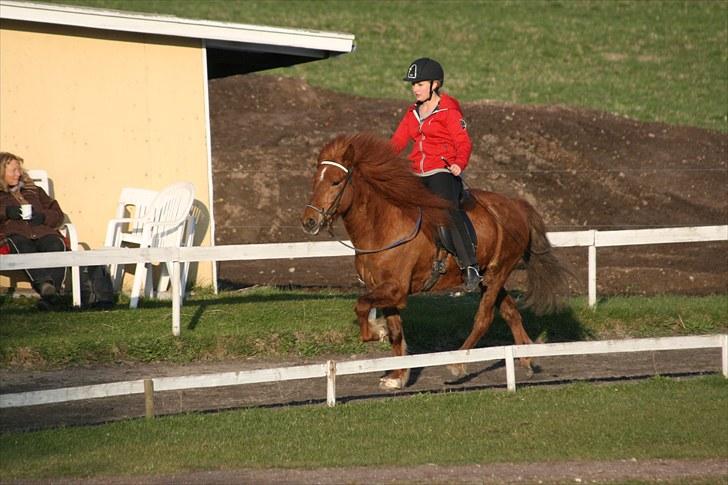 Islænder Stigandi fra Grastenhus *SOLGT* - Drive-in 1 2010. :) NYT! billede 11