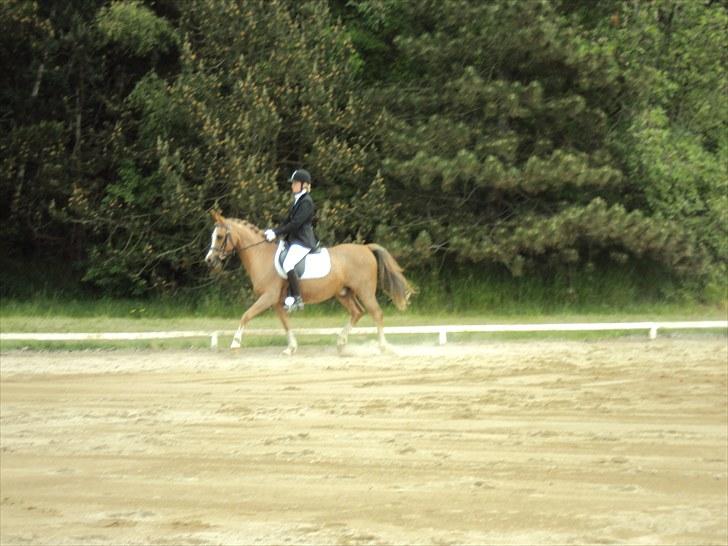 Anden særlig race Verdi - vi er til stævne! billede 14