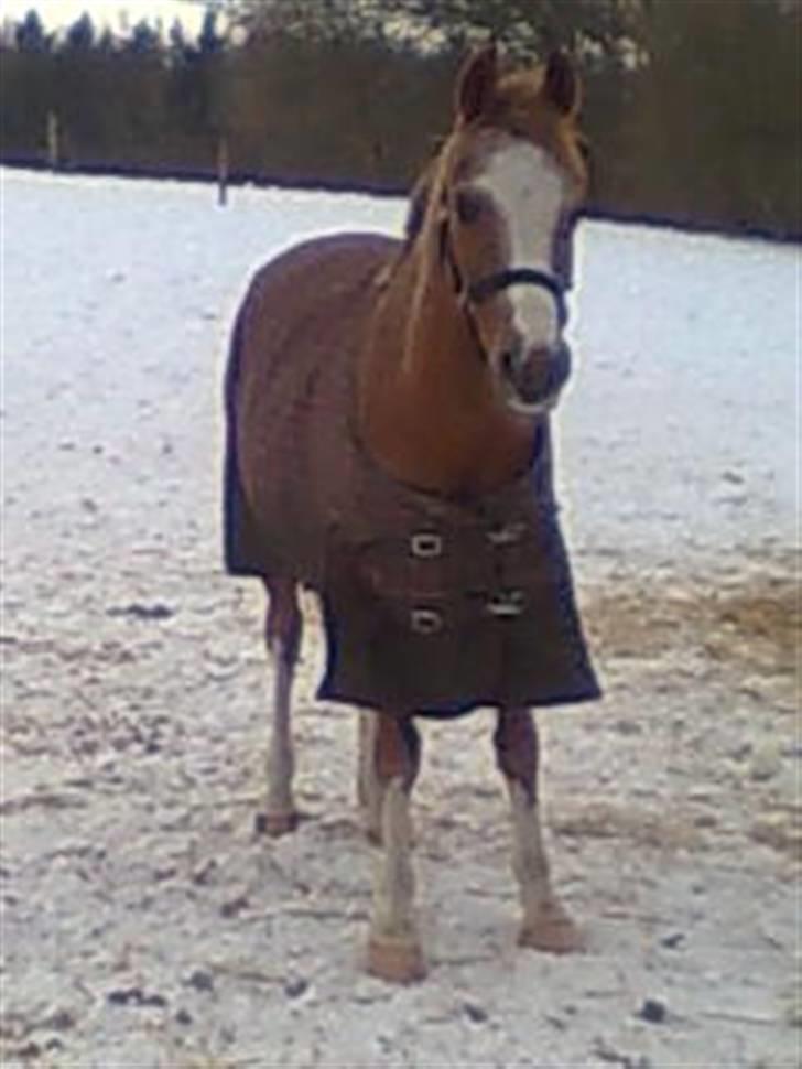 Anden særlig race Verdi - på marken en vinterdag:-P billede 15