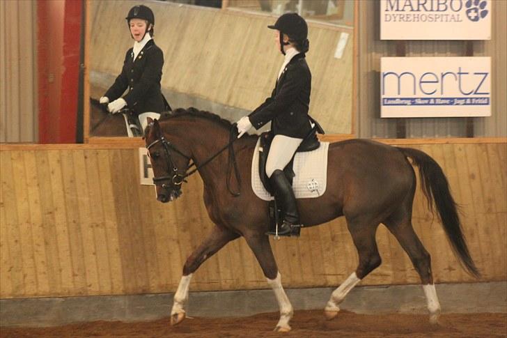 Hollandsk Sportspony Orchids Tigertail  A-pony - Vores første stævne sammen i Nakskov billede 15