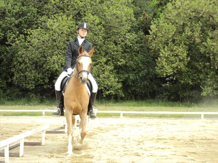 Anden særlig race Verdi - så er der stævne billeder:-) billede 16