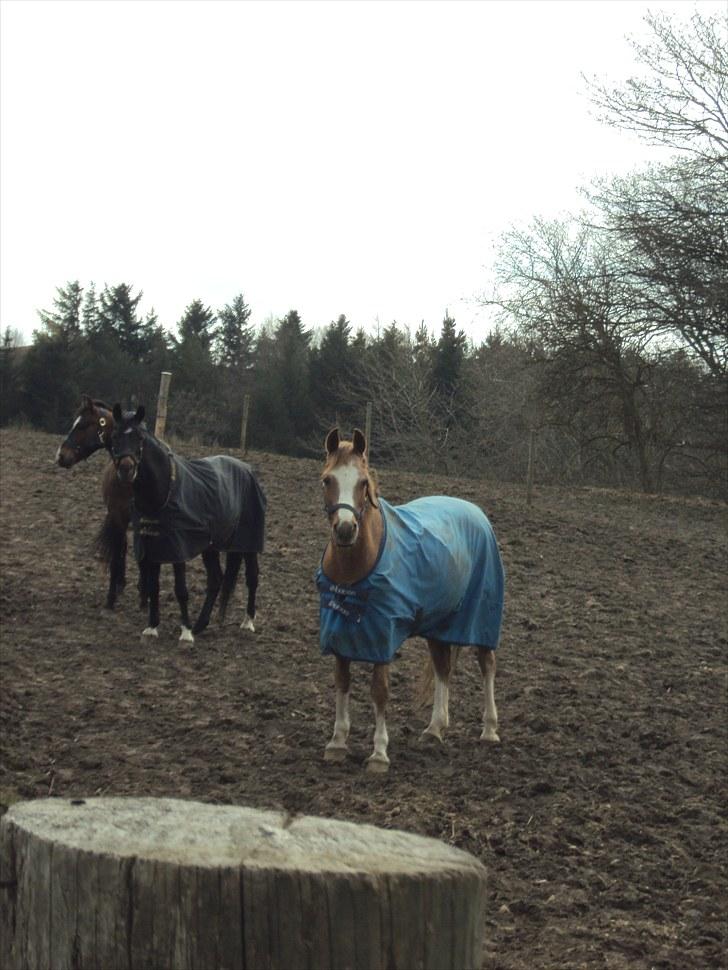 Anden særlig race Verdi - på marken i foråret! billede 17